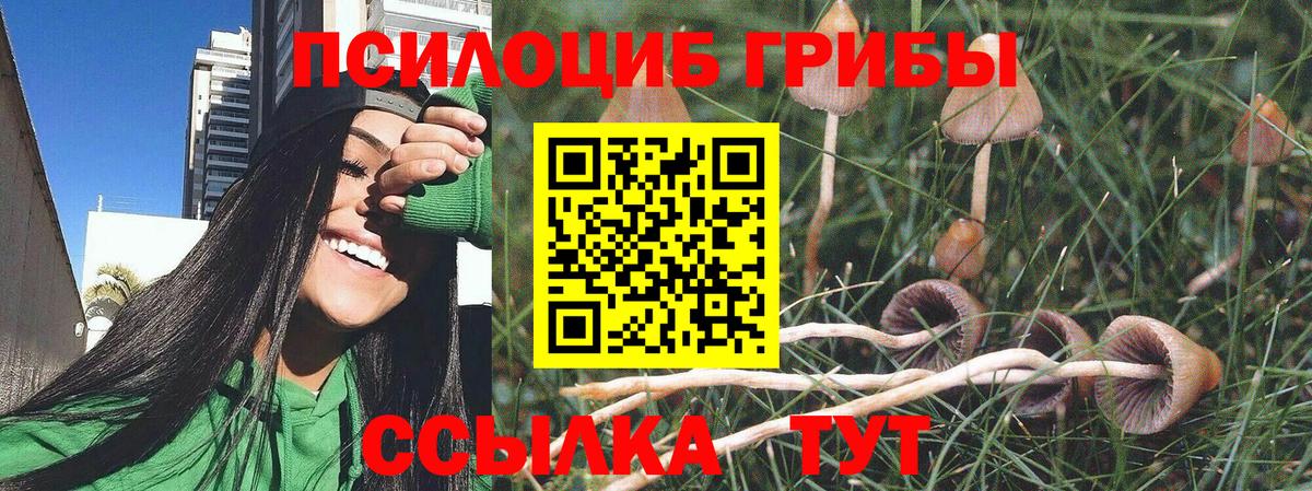 как найти   Вход с VPN  Лениногорск  Галлюциногенные грибы GOLDEN TEACHER  Псилоцибиновые грибы Psilocybe 